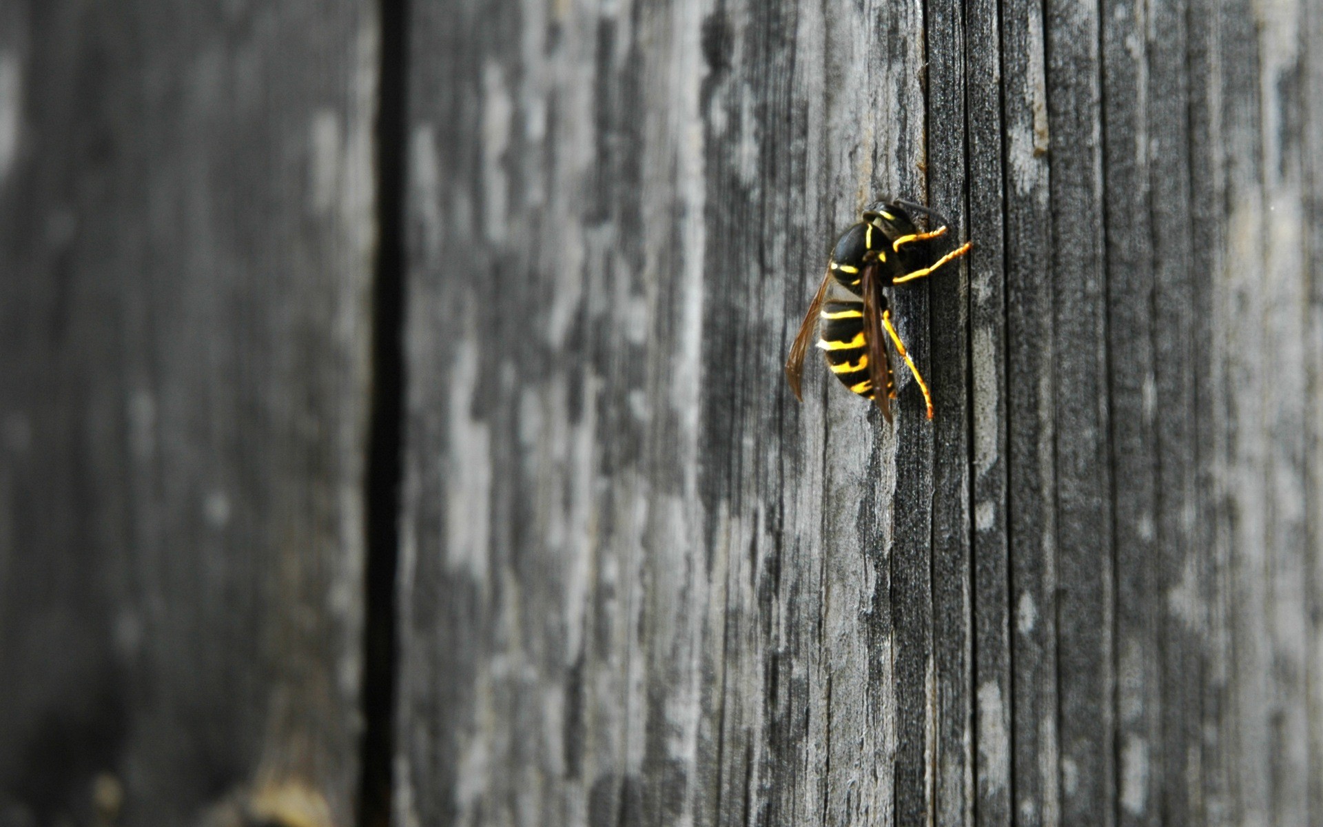 guêpe nature animaux macro