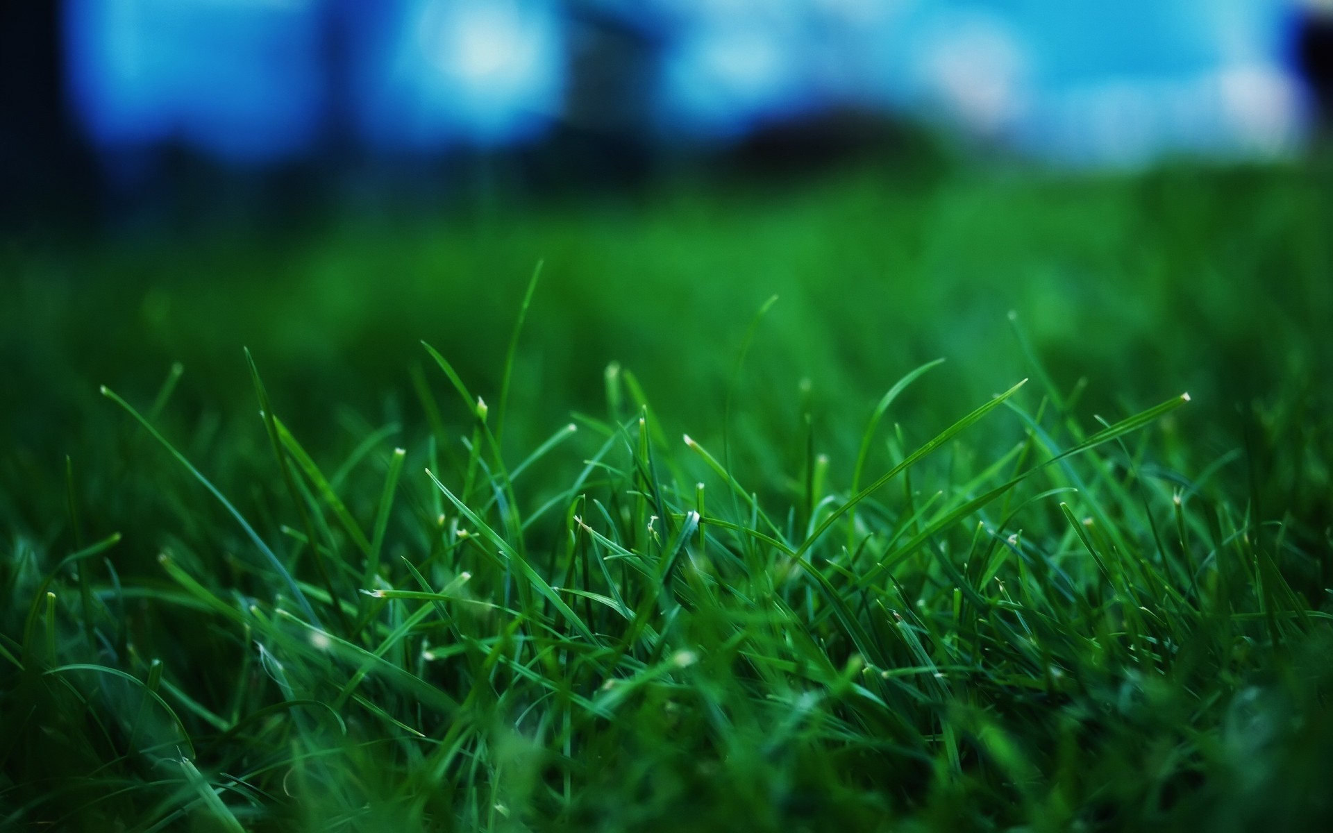 grass close-up