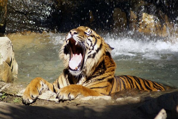 Tigre yace en el río y bosteza