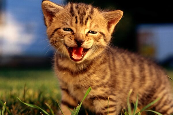 Striped kitten smiles in nature