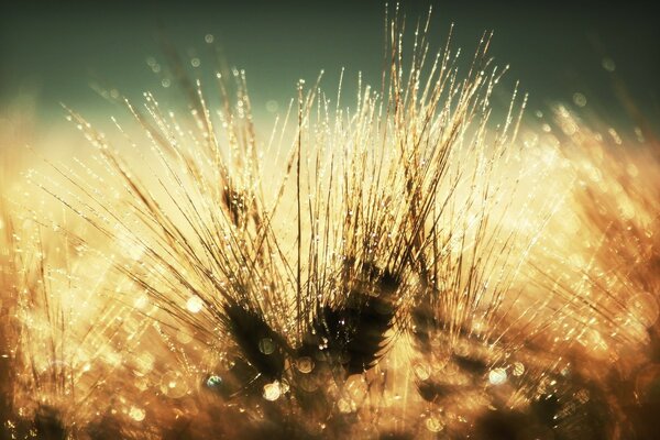 Small tufts of caterpillar hairs