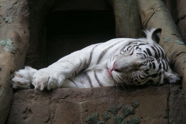 Weißer Tiger schläft auf einem Stein