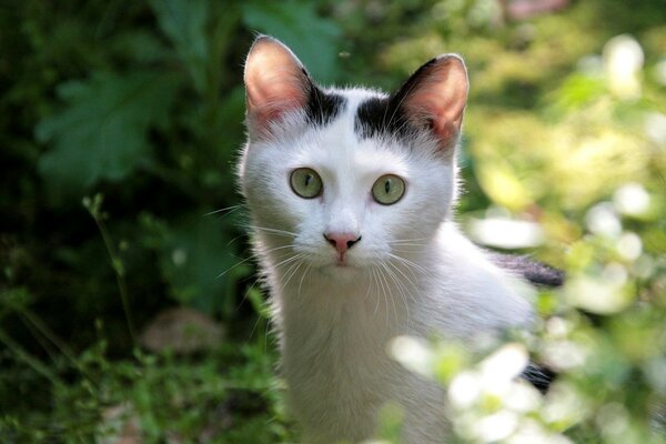 Katze spielt verstecken im Gebüsch