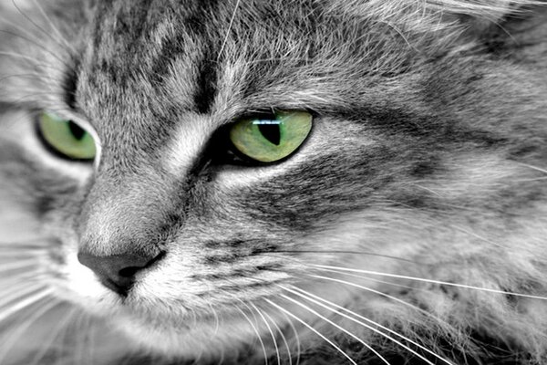 Chat gris-blanc avec des yeux verts