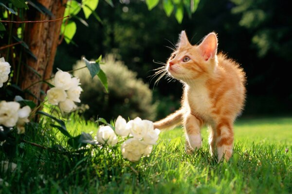 A red-haired kitten in nature goes to the flowers