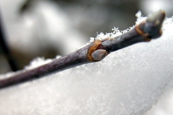 Frost und Schnee auf einem Ast