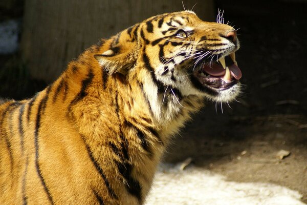 Das gelb-schwarze Tigertier schaut nach oben