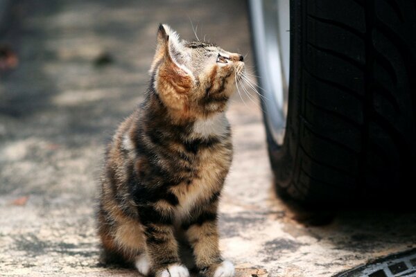 Gatito sentado cerca de la rueda en la carretera