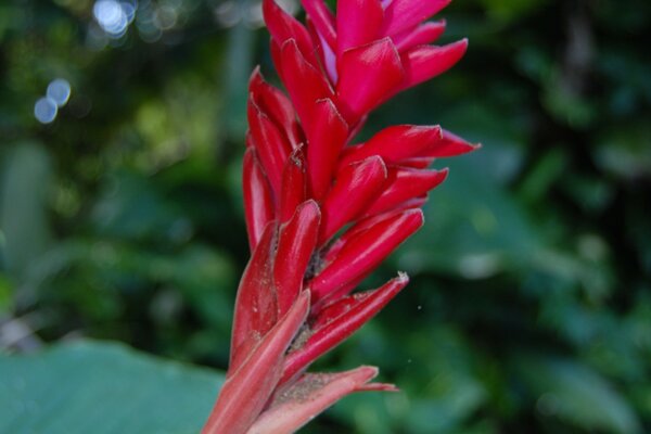 Macro shooting of a flower. Beautiful photo