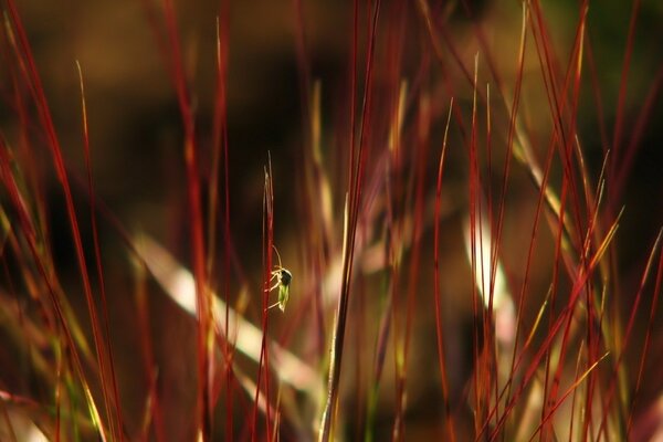 En la hierba roja se encuentra un pequeño insecto