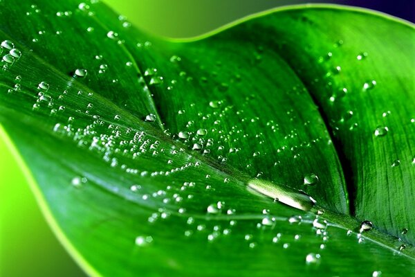 Macro photo of dew beads on a bright green leaf