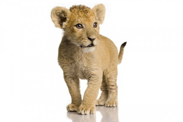 A lion cub on a white background