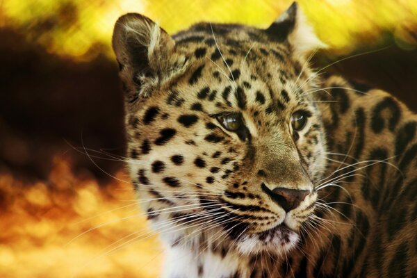 Regard puissant de guépard