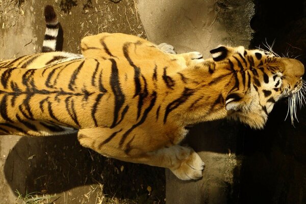 Tigre amarillo-negro vista de la parte superior de la espalda