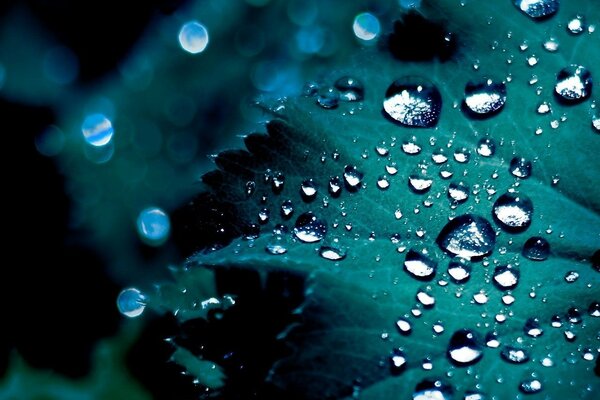 Close-up of dew drops on a leaf