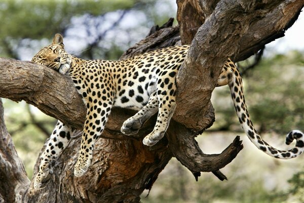 Comfortable leopard sleep on a tree