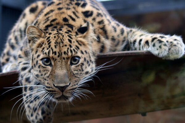 Chat sauvage regarde droit dans les yeux