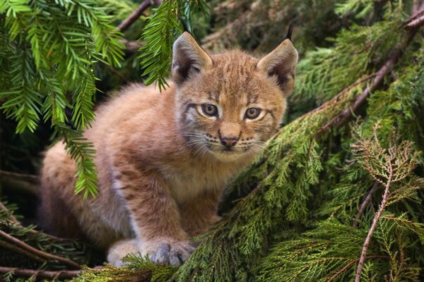 Chaton Lynx sur l arbre