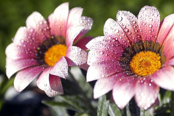 Gocce di rugiada sui fiori estivi