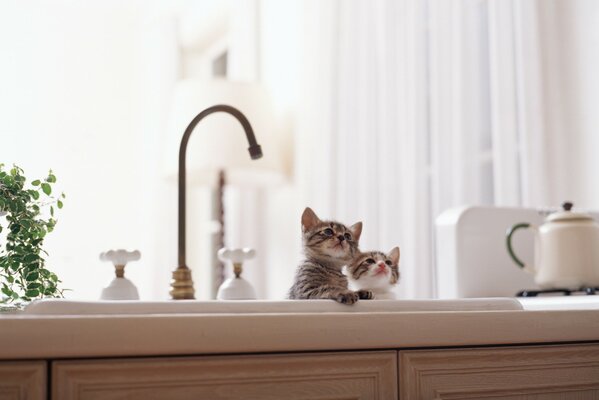 En la cocina cerca del grifo se sientan pequeños gatitos