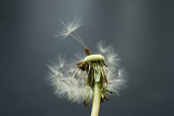 Diente de León solitario y viento sin fin