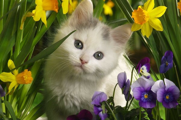 Chat mignon se promène en fleurs