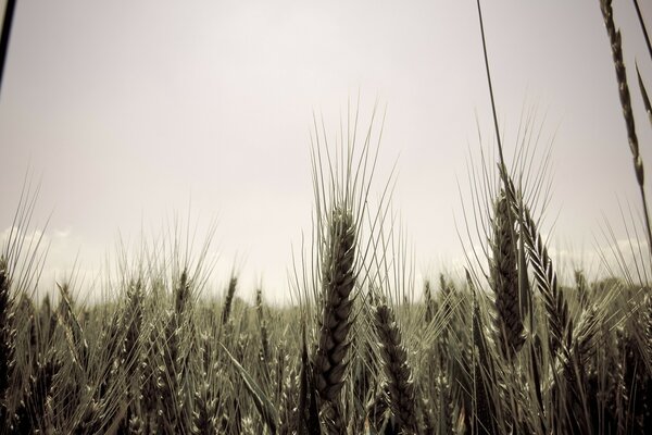 Glatock aire en un campo gris