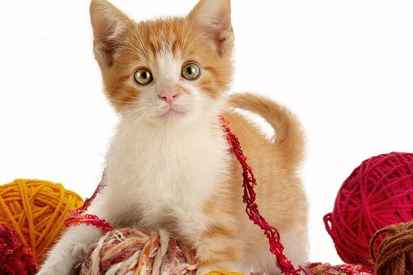 Mignon chaton joue avec des enchevêtrements de fils