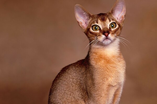 El gato pelirrojo con orejas nos Mira