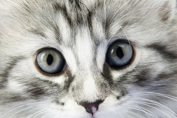 Fluffy kitten with blue eyes