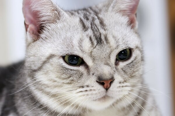 Lindos ojos de gato entrecerrados