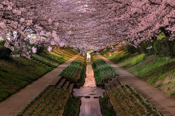 Sakura Park in Japan. Faszinierend