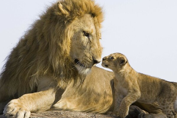 A lion in a lying position on a rock with a cub