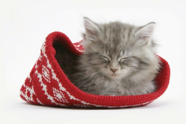 Grey kitten in a New Year s hat