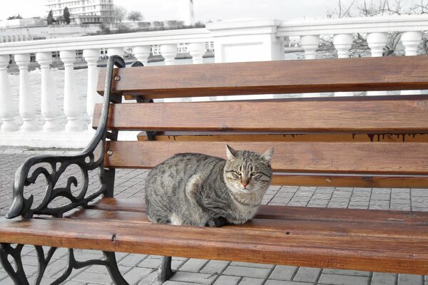 Cat on a bench on the embankment by the sea