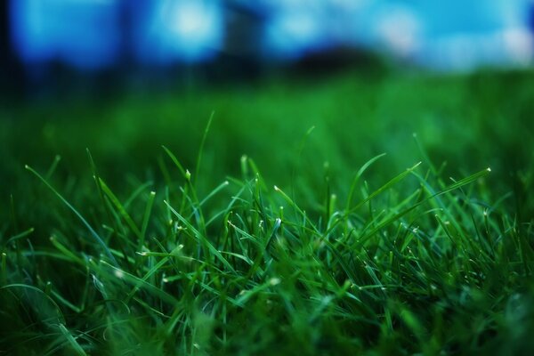 A slightly blurred macro shot of green grass