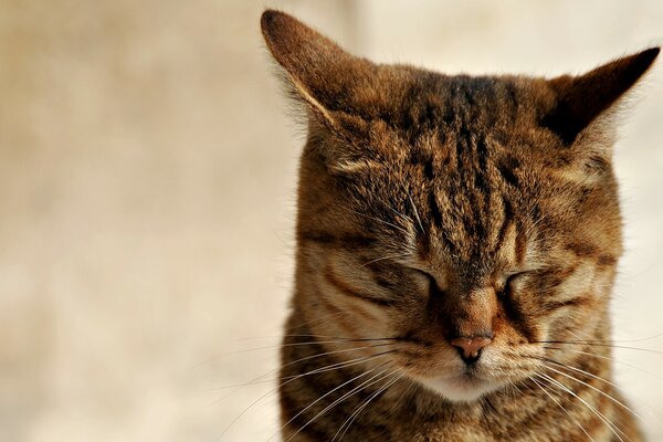 Meditación profunda del gato sabio