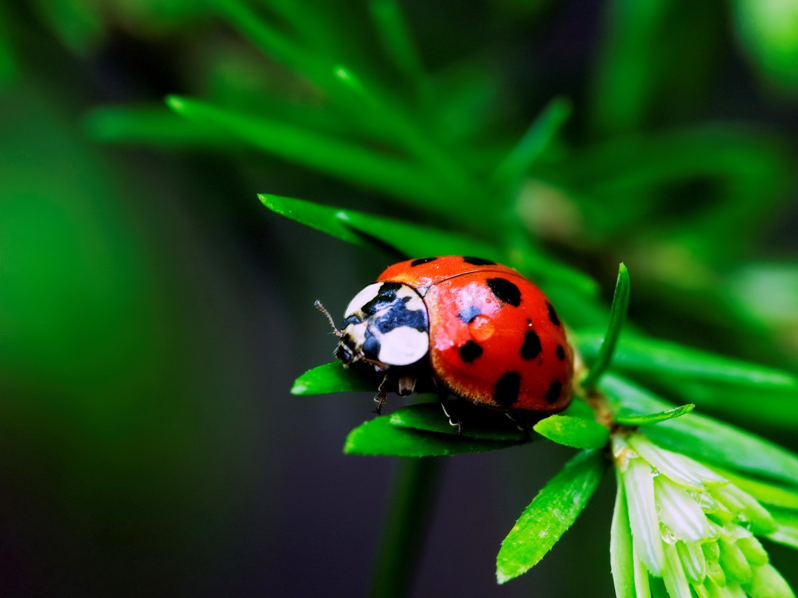 close-up piece ladybug