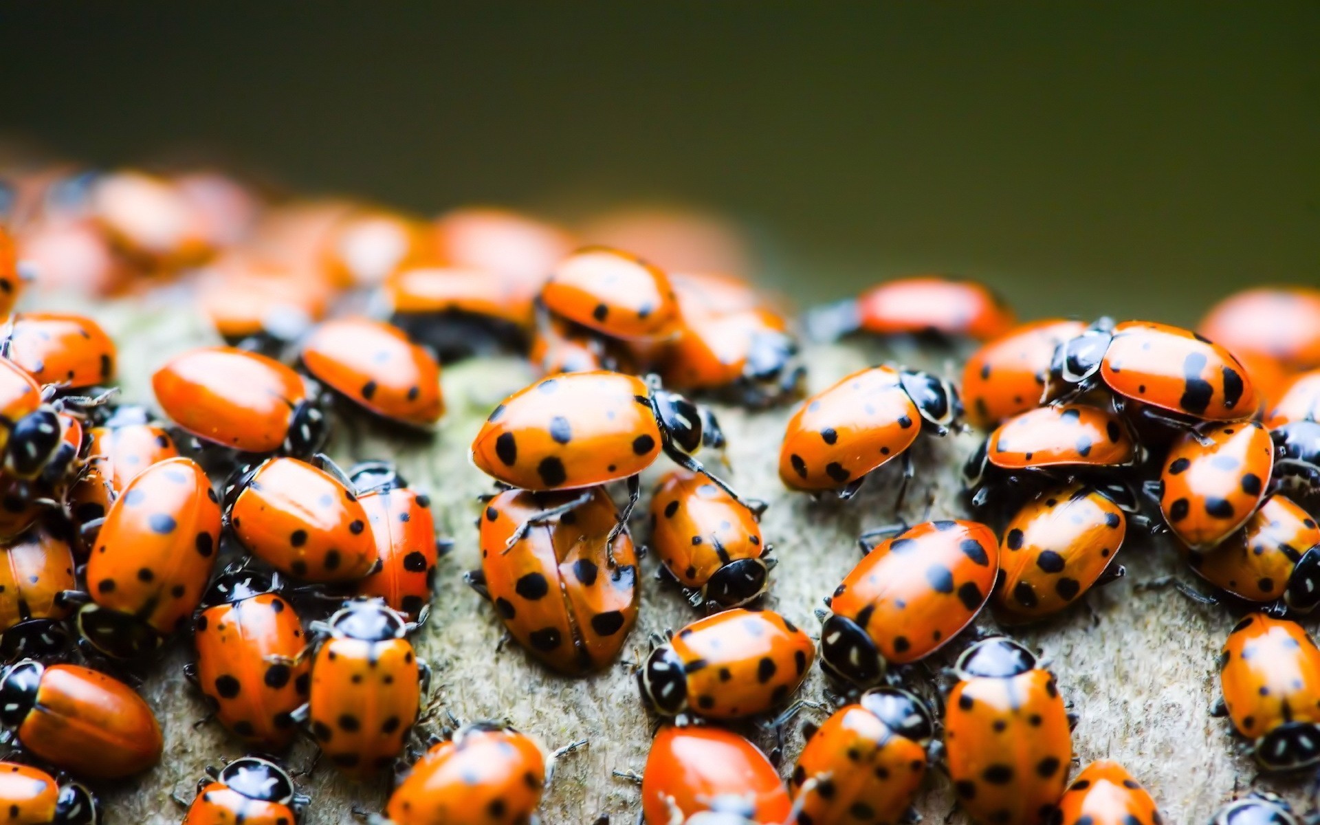 coccinella fotografia macro