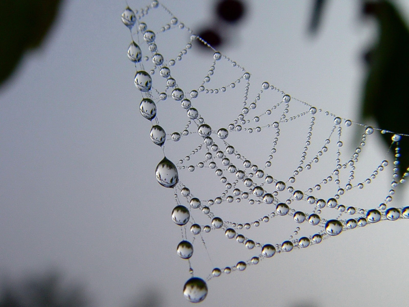 drops web pattern