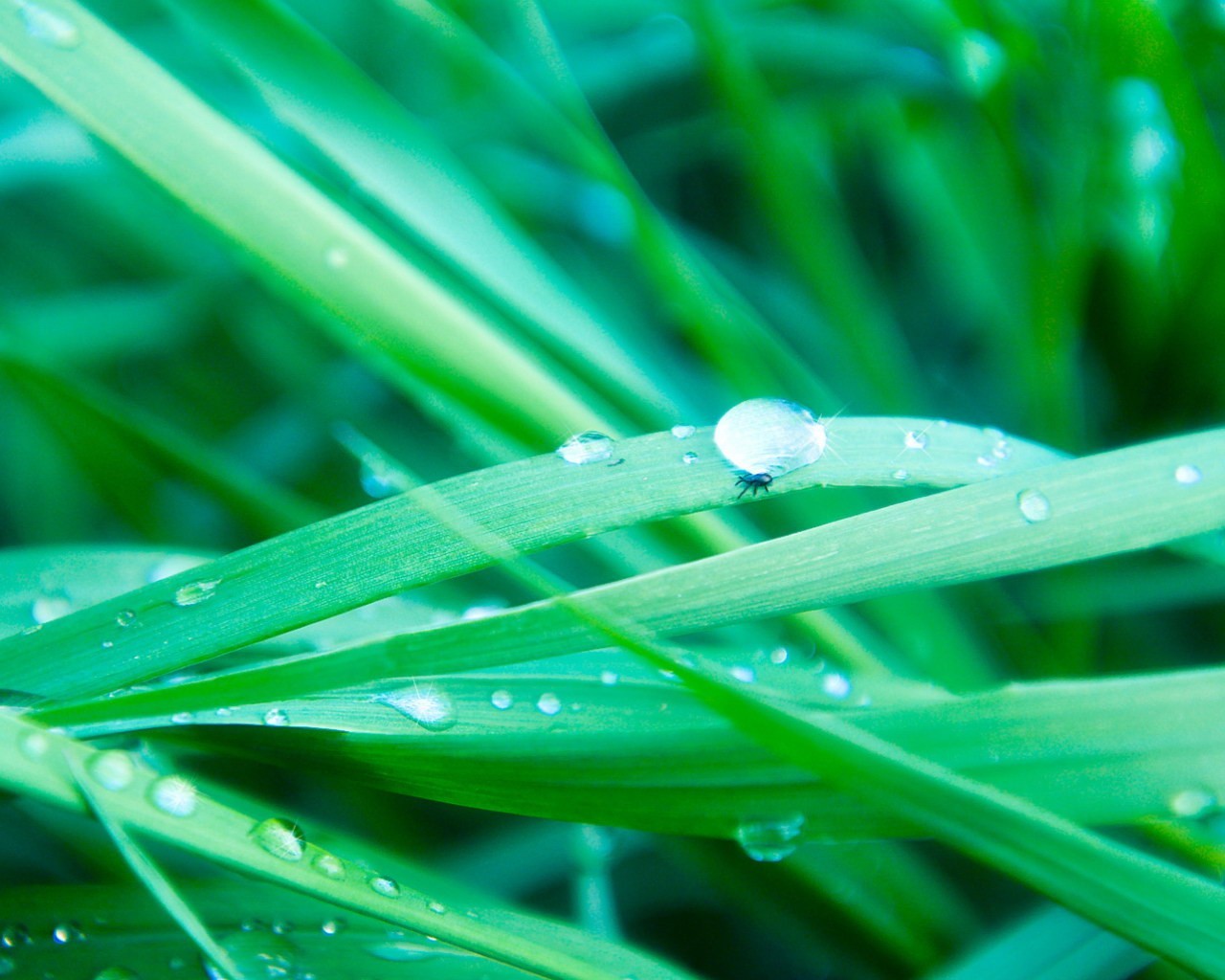 erba gocce verde acqua