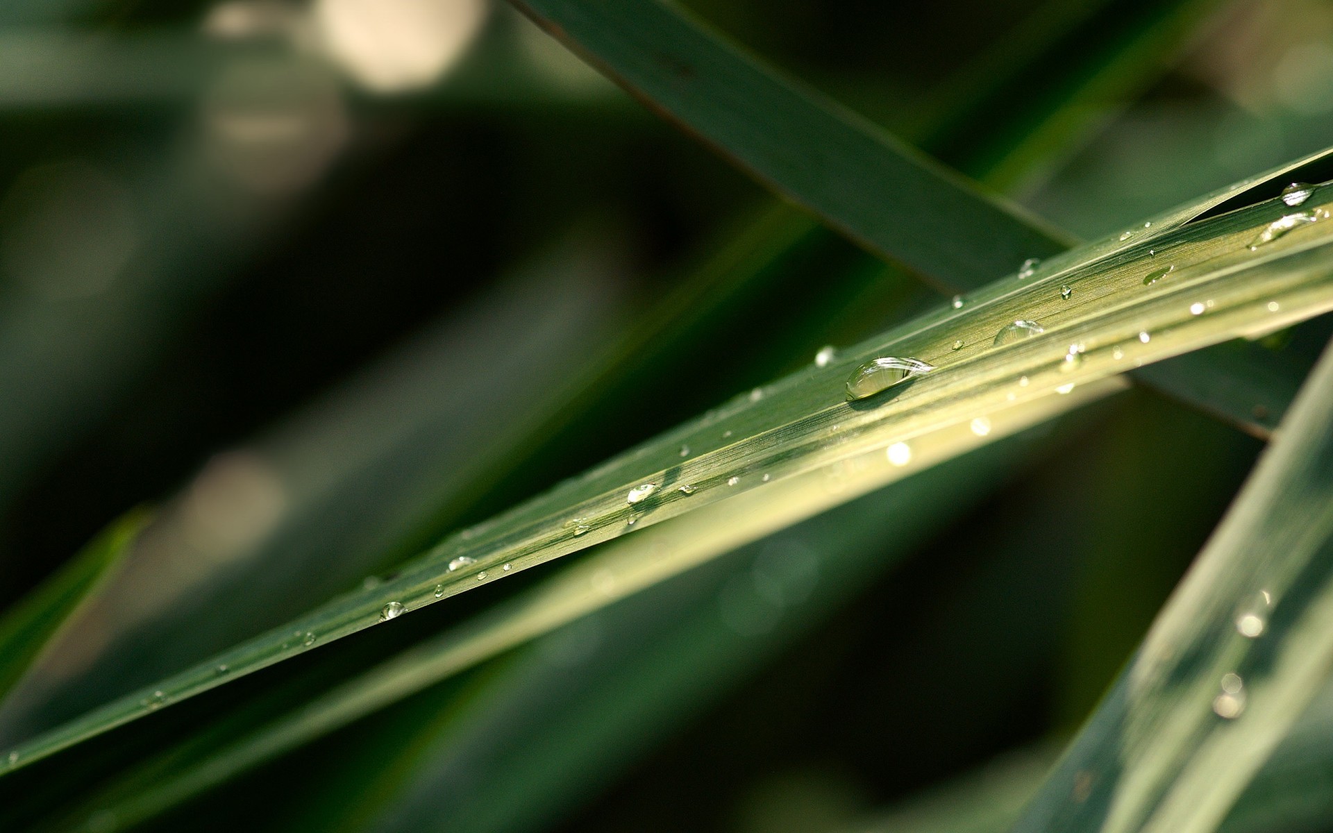 feuille gouttes verts