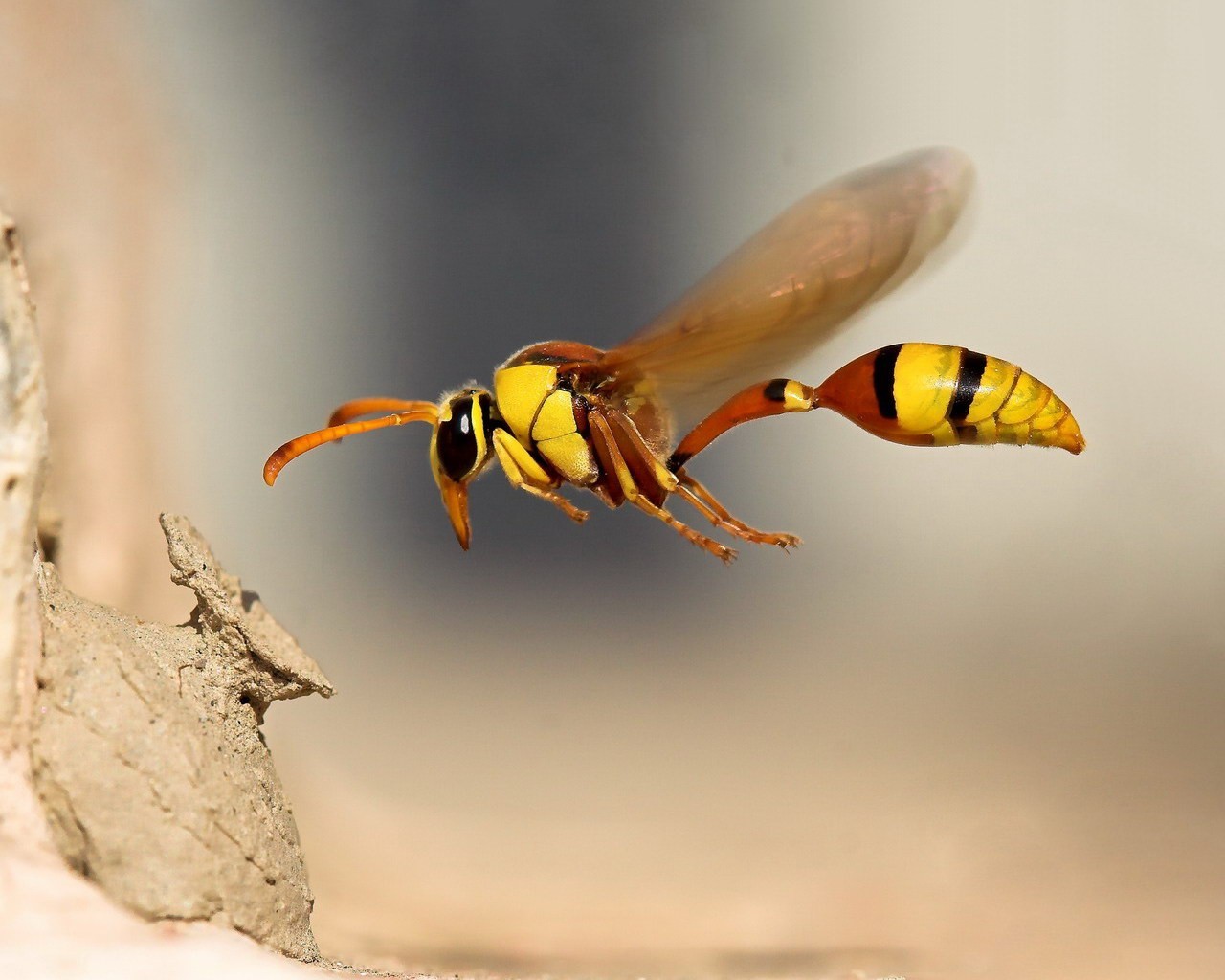 biene fliegen makro