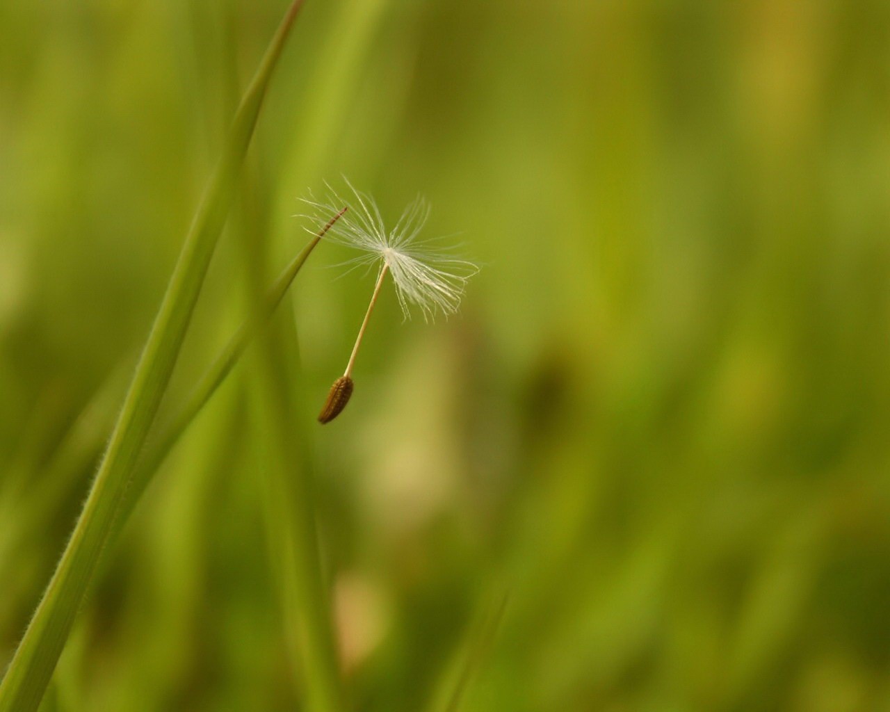 flaum fliegen grün