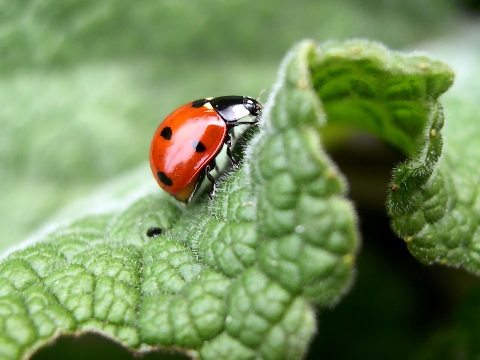 macro feuille coccinelle