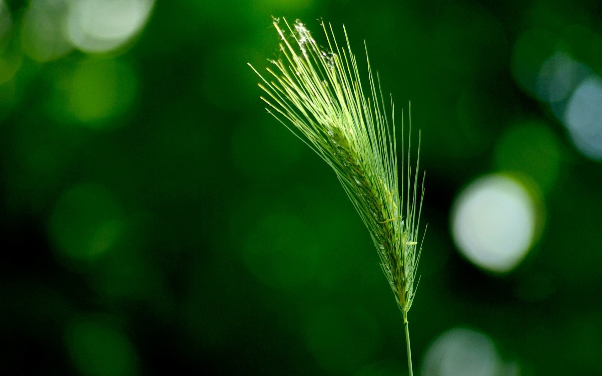 verde orecchio colore