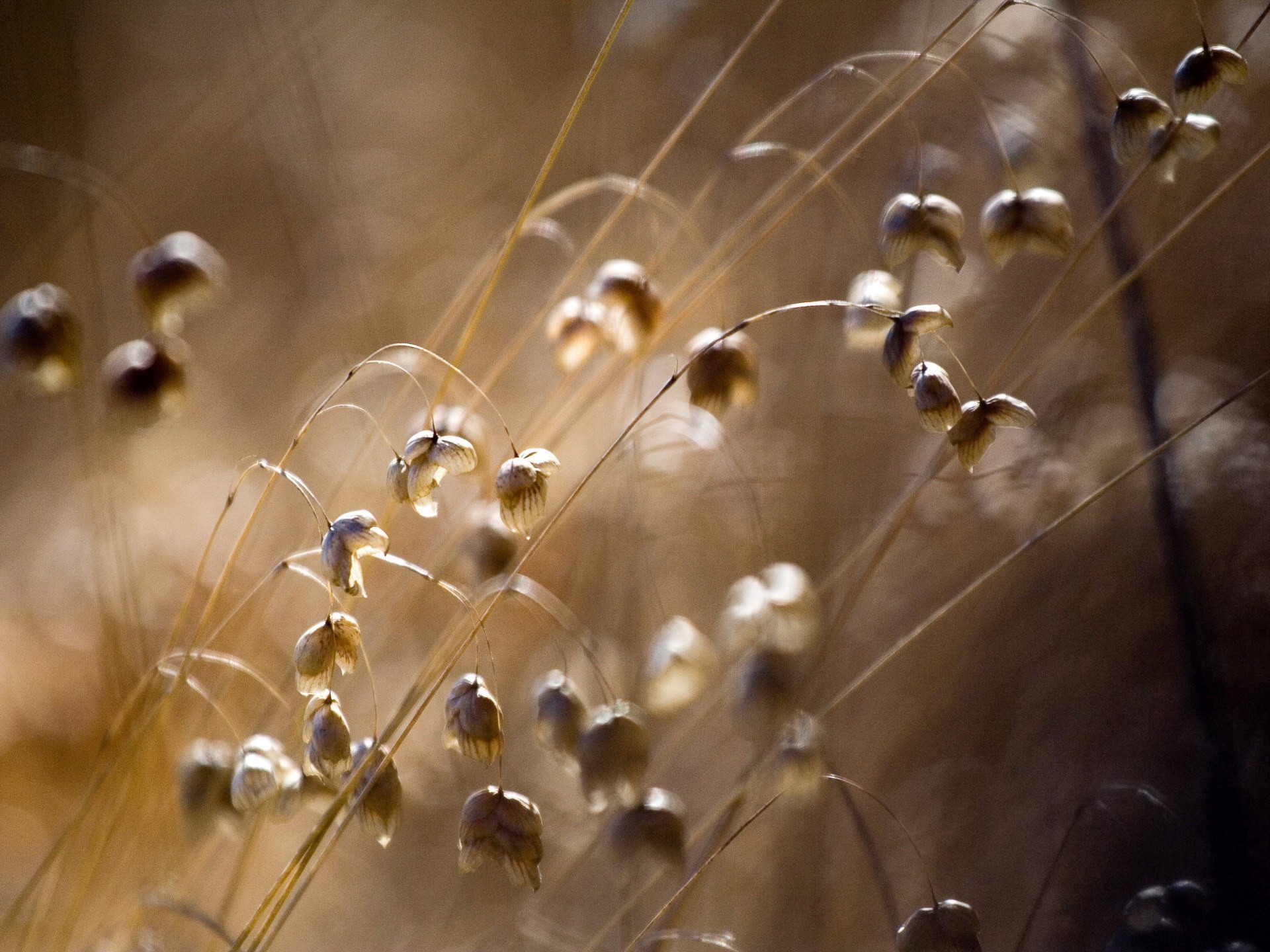 feld blumen makro