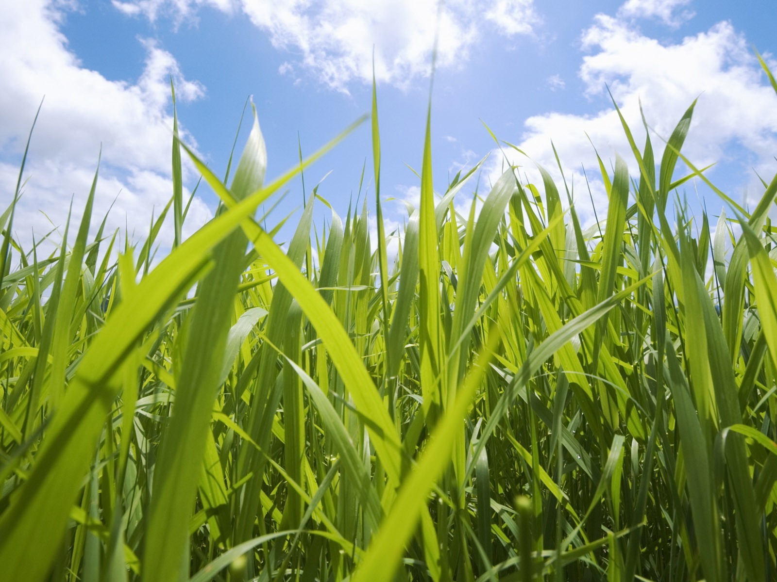 himmel gras makro