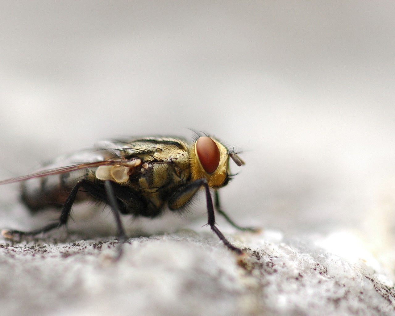 fly close-up