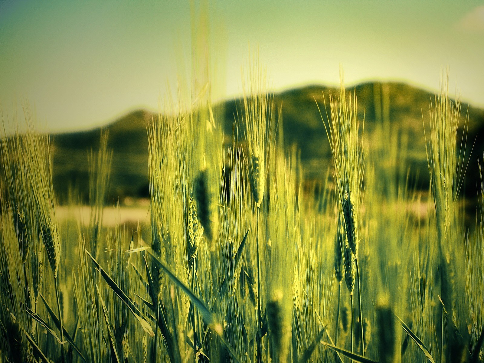 feld grün natur